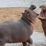 Arusha: 7-Day Tarangire, Ngorongoro, & Serengeti Safari - The Experience: What Sets It Apart