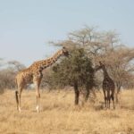 Arusha: 8-Day Safari to Tarangire, Serengeti and Ngorongoro - The Practicalities: What’s Included and What’s Not