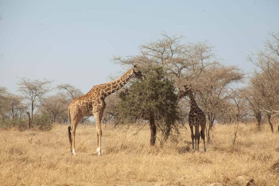 Arusha: 8-Day Safari to Tarangire, Serengeti and Ngorongoro - The Practicalities: What’s Included and What’s Not