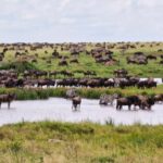 Arusha: 9 Day Multi-Park Flexible Migration Roundtrip safari - What Makes This Tour Stand Out?