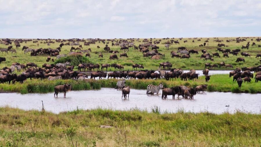 Arusha: 9 Day Multi-Park Flexible Migration Roundtrip safari - What Makes This Tour Stand Out?