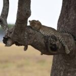 Arusha: 9-Day Ultimate Safari Adventure - What the Tour Includes and Excludes
