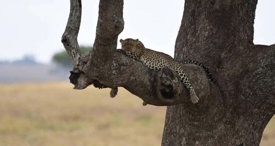 Arusha: 9-Day Ultimate Safari Adventure - What the Tour Includes and Excludes