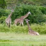 Arusha: Arusha National Park Day Tour - What Reviewers Say