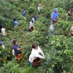 Arusha: Coffee Plantation Tour with Tasting and Hands-On - What to Expect on the Tour