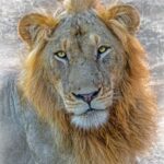 Arusha: Day Trip Joining Safari in Tarangire National Park - Why Choose This Tour?