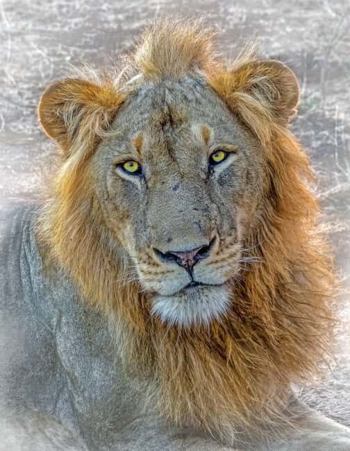 Arusha: Day Trip Joining Safari in Tarangire National Park - Why Choose This Tour?