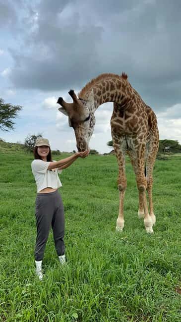Arusha: Day Trip to Serval Wildlife - Feed Giraffes & Lions - How the Day Unfolds