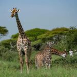 Arusha: Giraffe Centre Guided Tour with Wildlife Walk - A Closer Look at the Experience