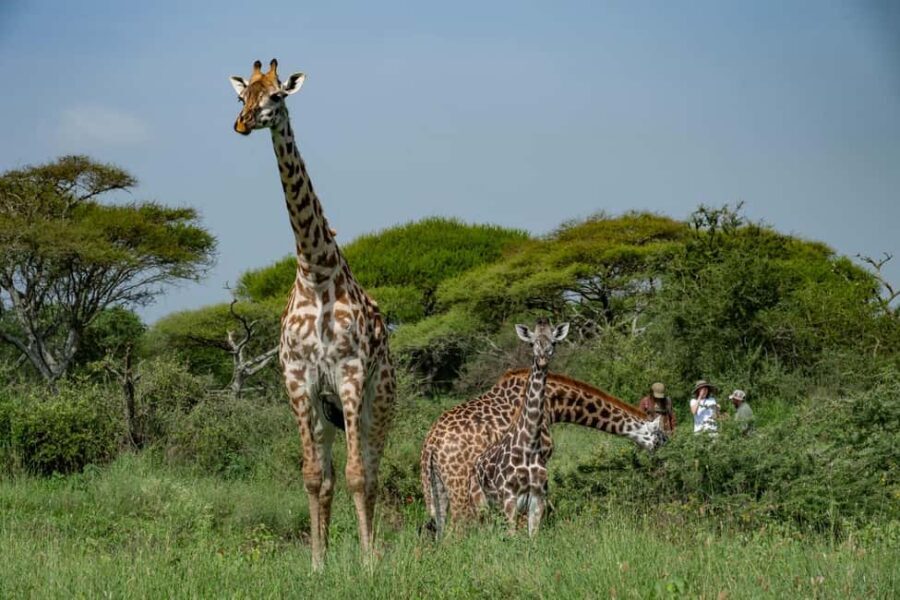 Arusha: Giraffe Centre Guided Tour with Wildlife Walk - A Closer Look at the Experience