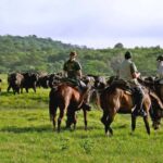 Arusha: Horseback Riding Safari in Dolly Estate - Practical Details and Logistics