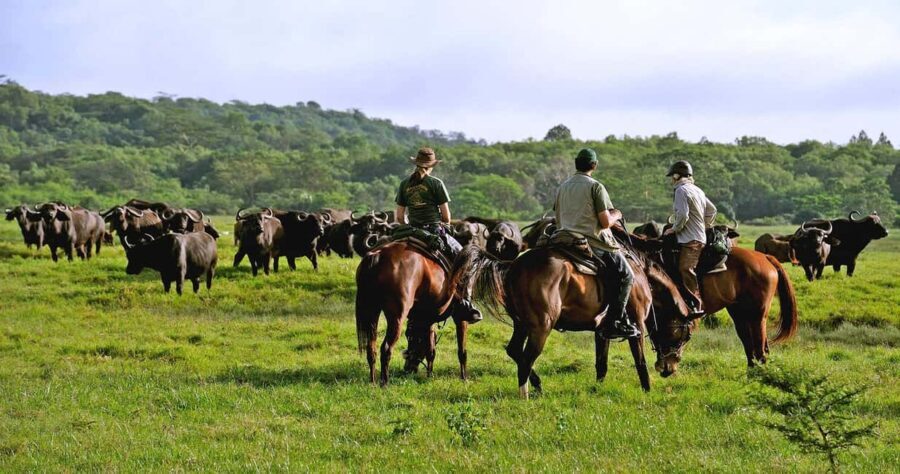 Arusha: Horseback Riding Safari in Dolly Estate - Practical Details and Logistics