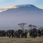 Arusha: Kilimanjaro Hike, Tarangire & Ngorongoro 3-Day Tour - Who Should Consider This Tour?