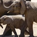 Arusha: Lake Manyara National Park Day Trip with Lunch - Frequently Asked Questions