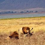 Arusha: Lake Manyara National Park Day Trip with Lunch - The Itinerary: What to Expect on the Day