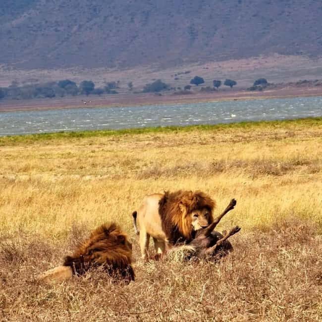 Arusha: Lake Manyara National Park Day Trip with Lunch - The Itinerary: What to Expect on the Day