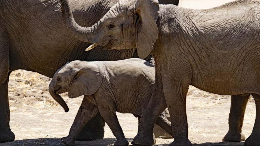 Arusha: Lake Manyara National Park Day Trip with Lunch - Frequently Asked Questions