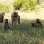 Arusha: Lake Manyara National Park Full-Day Safari - FAQs