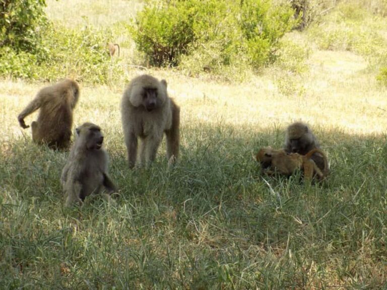 Arusha: Lake Manyara National Park Full-Day Safari - FAQs