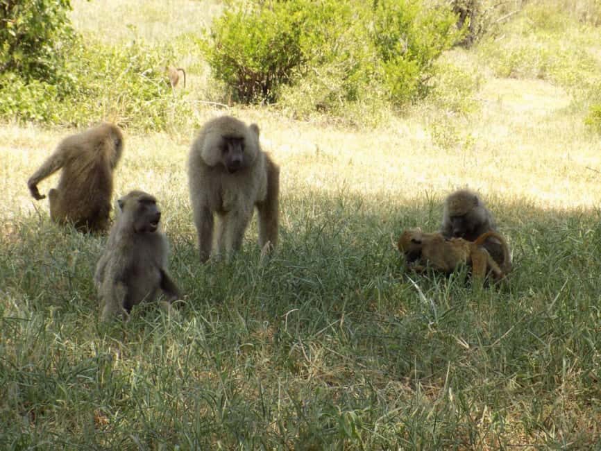 Arusha: Lake Manyara National Park Full-Day Safari - FAQs