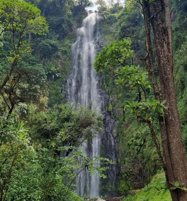 Arusha: Materuni Waterfalls, Hot Springs and/or Coffee Tour - What Travelers Are Saying: Authentic Insights from Reviews