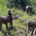 Arusha: Mount Meru Day Hike with Ranger and Lunch - What to Expect from the Trek
