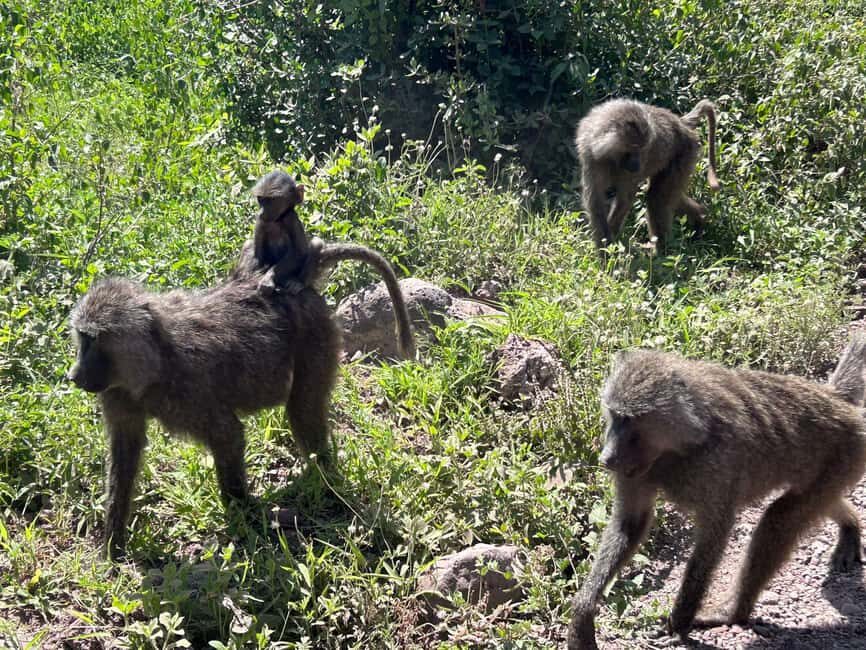 Arusha: Mount Meru Day Hike with Ranger and Lunch - What to Expect from the Trek