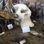 Arusha: Museum of Natural History Guided Tour - The Experience: What to Expect