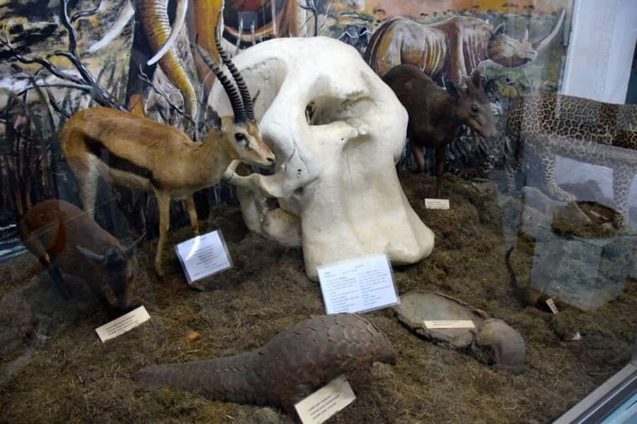 Arusha: Museum of Natural History Guided Tour - The Experience: What to Expect