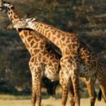 Arusha National Park Day Trip - Detailed Breakdown of the Itinerary
