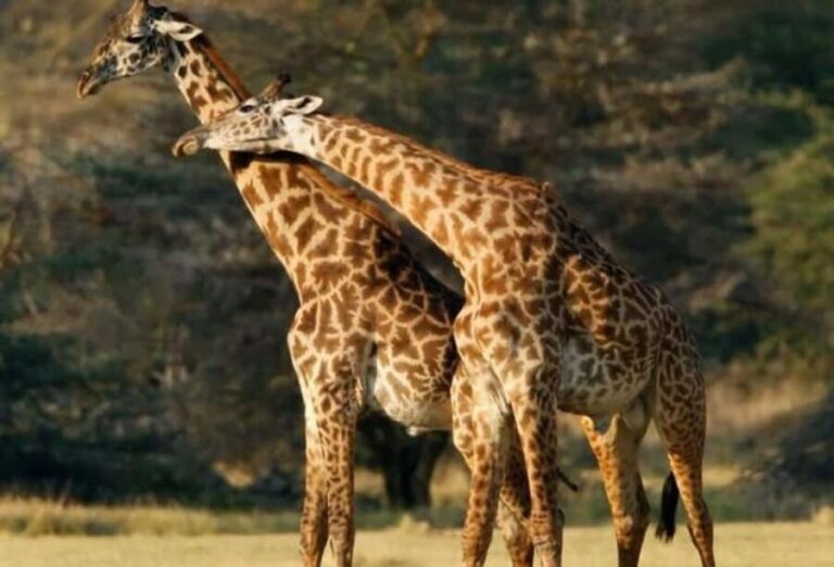 Arusha National Park Day Trip - Detailed Breakdown of the Itinerary