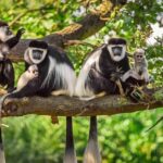 Arusha National Park Day Trip with Game Drives - Important Tips for a Smooth Experience