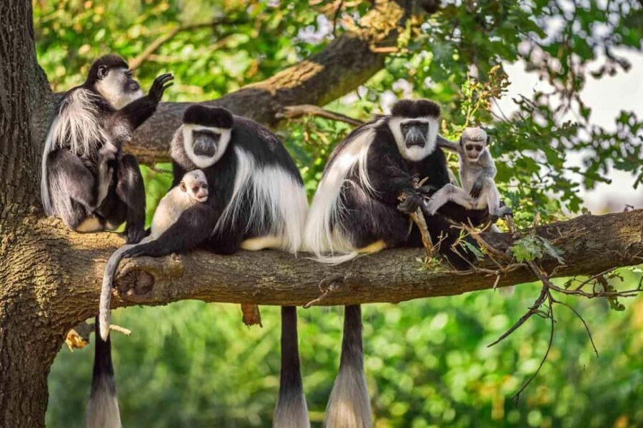 Arusha National Park Day Trip with Game Drives - Important Tips for a Smooth Experience