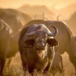 Arusha: National Park Day Trip with Hotel Pickup - Authentic Reviews and Tips from Past Travelers
