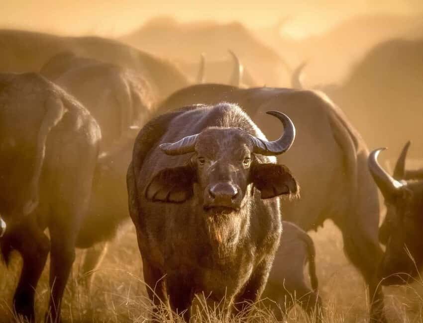 Arusha: National Park Day Trip with Hotel Pickup - Authentic Reviews and Tips from Past Travelers