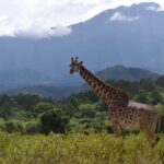 Arusha National Park: Walking Safari and Game Drive - Authentic Encounters and Real Experiences
