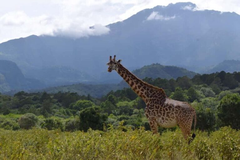 Arusha National Park: Walking Safari and Game Drive - Authentic Encounters and Real Experiences