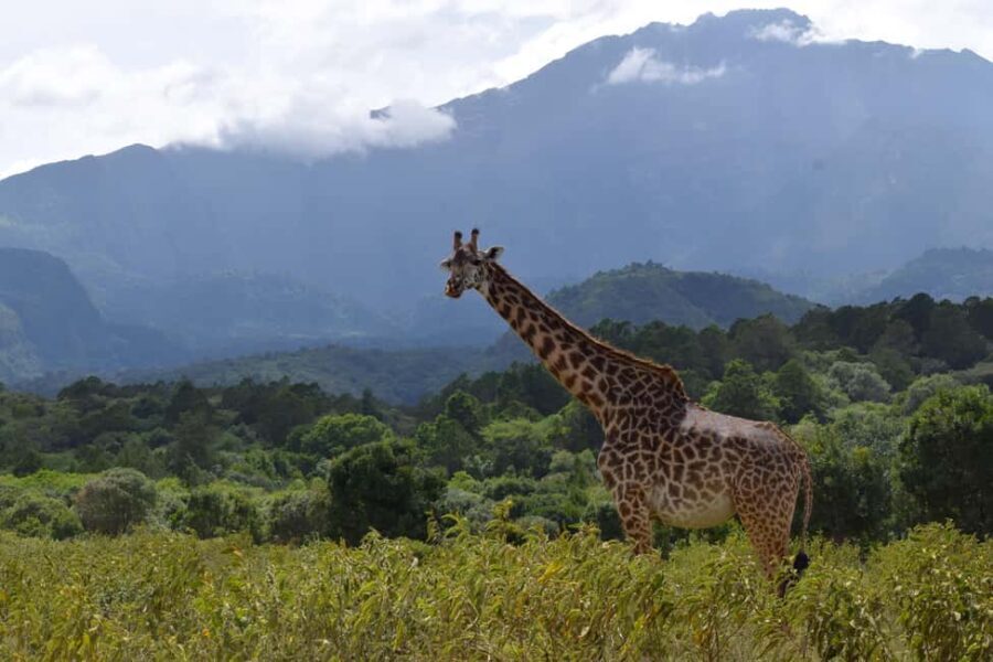 Arusha National Park: Walking Safari and Game Drive - Authentic Encounters and Real Experiences