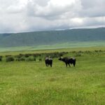 Arusha: Ngorongoro Crater day trip - FAQs