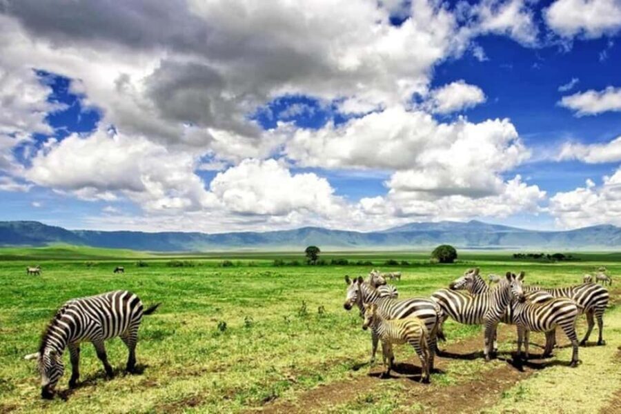 Arusha: Ngorongoro Crater Day Trip with Game Drive - Detailed Breakdown of the Itinerary
