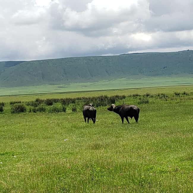 Arusha: Ngorongoro Crater day trip - FAQs