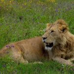 Arusha: Ngorongoro Crater Full-Day Safari - The Value of This Full-Day Experience