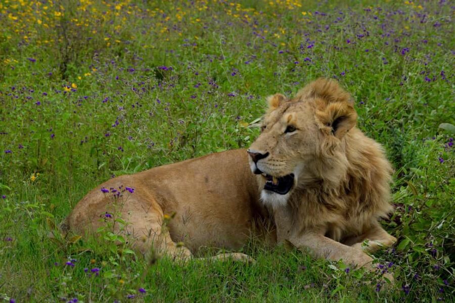 Arusha: Ngorongoro Crater Full-Day Safari - The Value of This Full-Day Experience