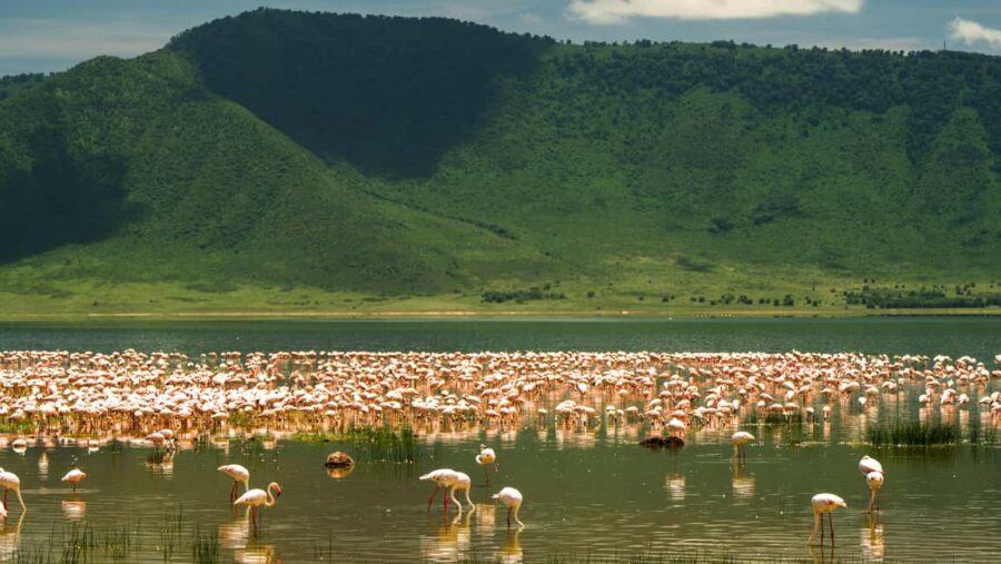 Arusha: Ngorongoro Crater Safari Day Trip with transfer,meal - The Value of the Tour