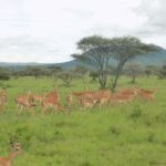 Arusha Park Memorable Safari Tour - An In-Depth Look at the Arusha Safari Experience
