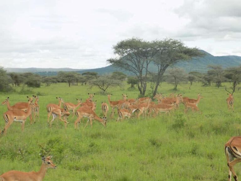 Arusha Park Memorable Safari Tour - An In-Depth Look at the Arusha Safari Experience