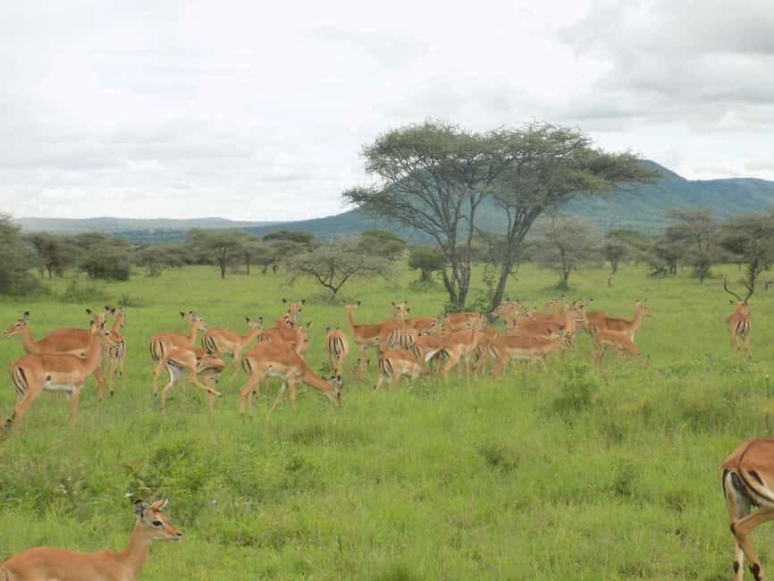 Arusha Park Memorable Safari Tour - An In-Depth Look at the Arusha Safari Experience