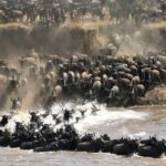 Arusha: Private 3-Day Serengeti Migration Trip - What Makes This Tour Special?