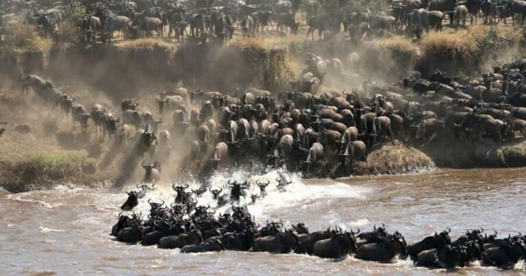 Arusha: Private 3-Day Serengeti Migration Trip - What Makes This Tour Special?