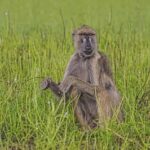 Arusha: Ruaha and Mikumi National Parks 5-Day Safari - The Itinerary in Detail